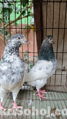 শিয়ালকুটি কবুতর